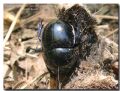 Trypocopris pyraeneus cyanicolor